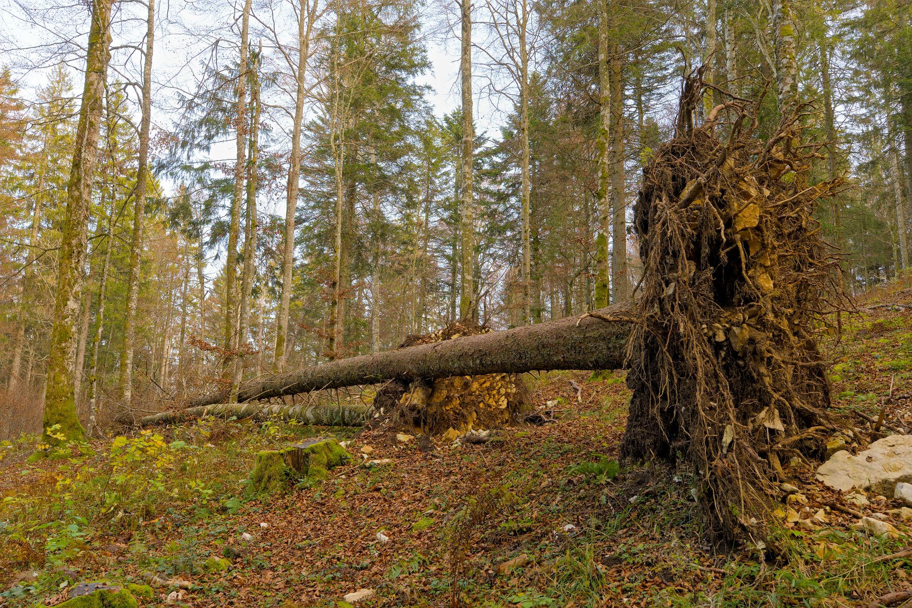Enlèvement arbre urgence Franconville
